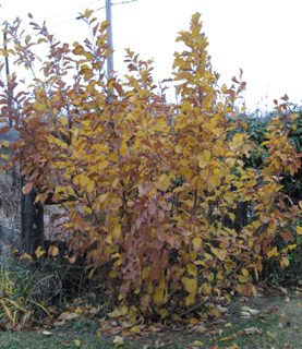 witchhazel